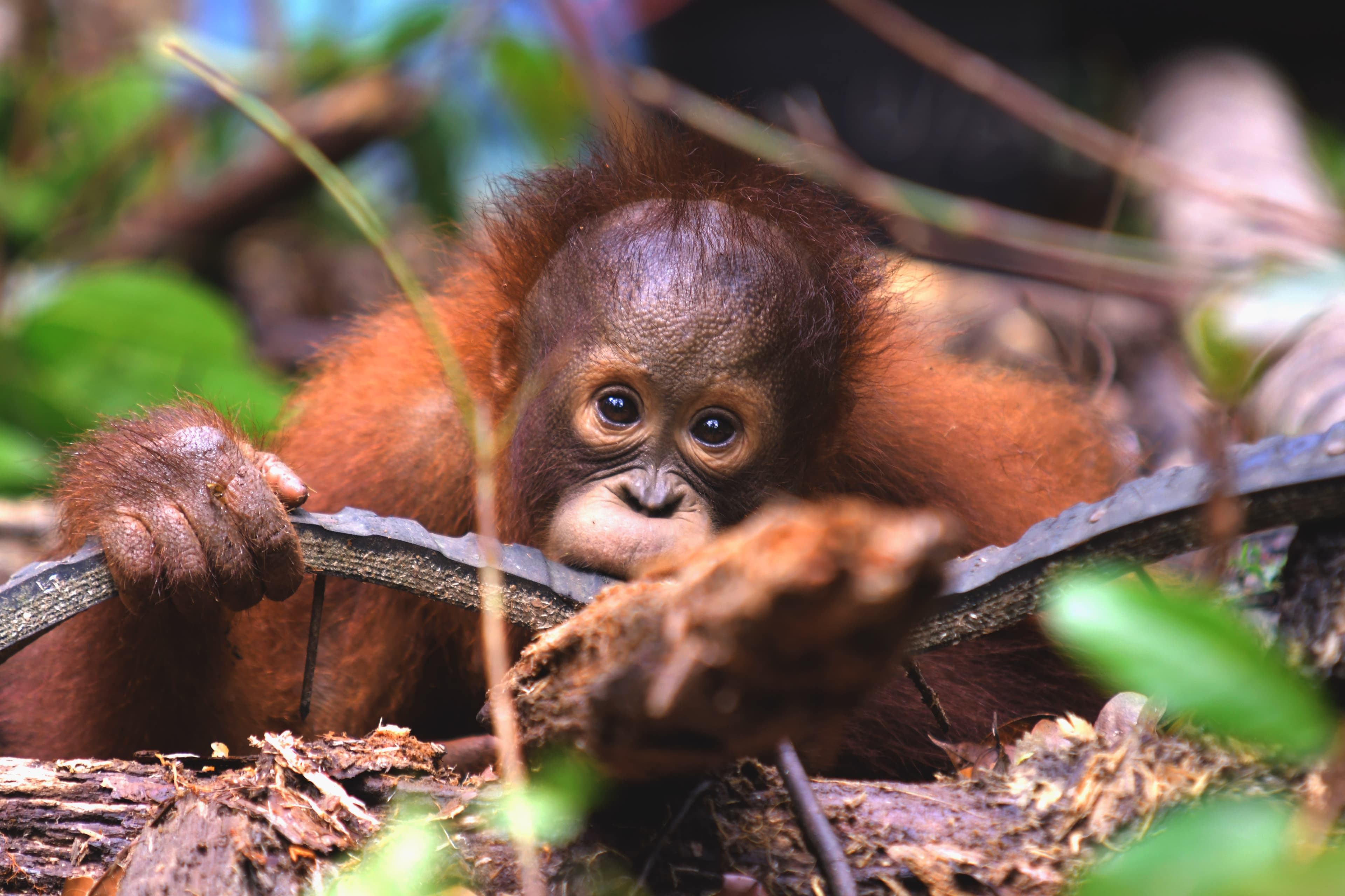Aksi Kecil untuk Menyelamatkan Orangutan